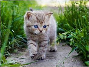 娱乐吃瓜酱猫尾巴