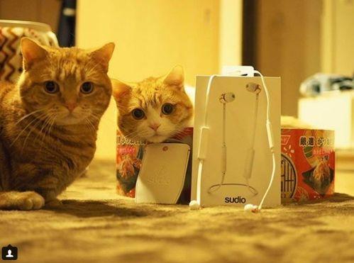 娱乐吃瓜茶小猫,揭秘茶小猫的瓜界传奇