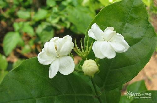 关于茉莉的资料